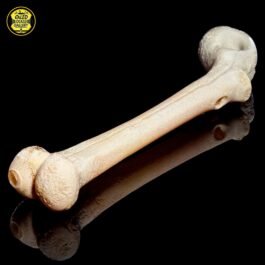 Bone Sidecar Pipe