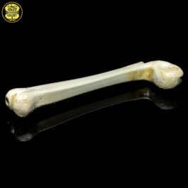 Bone Sidecar Pipe