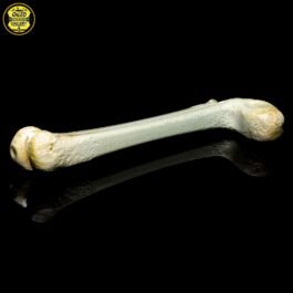 Bone Sidecar Pipe