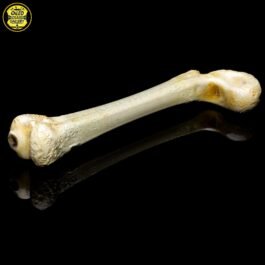 Bone Sidecar Pipe