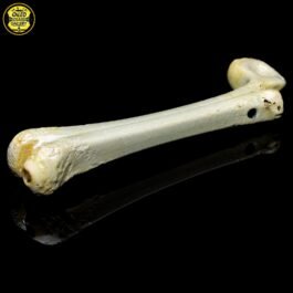 Bone Sidecar Pipe